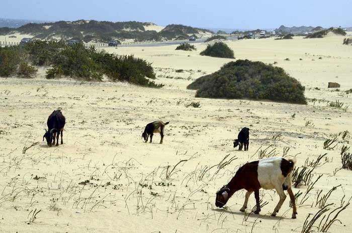 fuerteventura-bezienswaardigheden-informatie