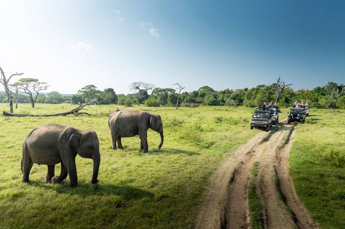 sri-lanka-safari-natuurgebieden-tips