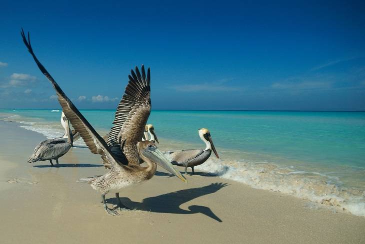 varadera-pelikaan-mustsees