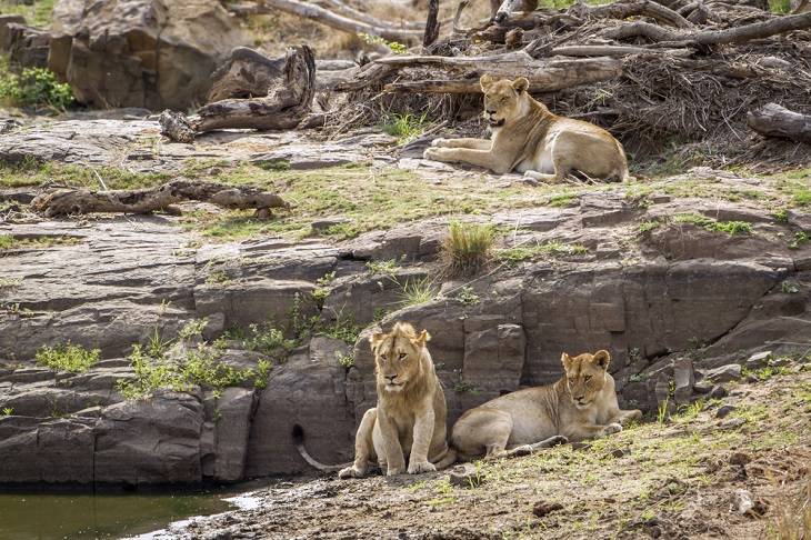 kruger-national-park-informatie