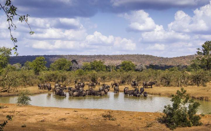 kruger-park-dieren-info