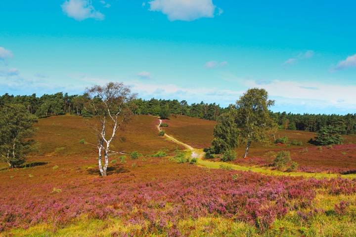 luneburgerheide-brunsberg-bezienswaardigheden
