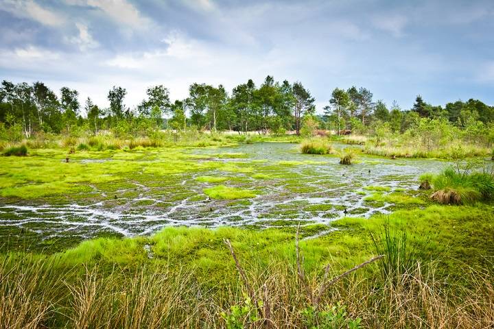 luneburgerheide-duitsland-informatie