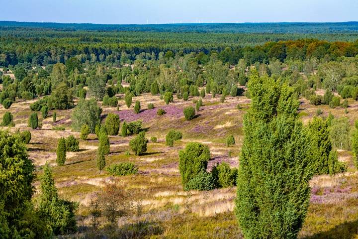 luneburgerheide-duitsland-mustsees