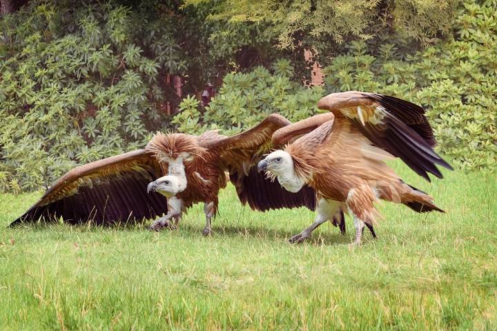 luneburgerheide-wat-doen-info