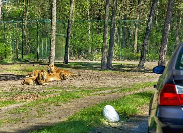 luneburgerheide-wat-zien-kinderen