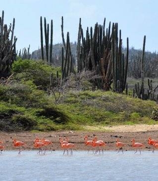 activiteiten-bonaire
