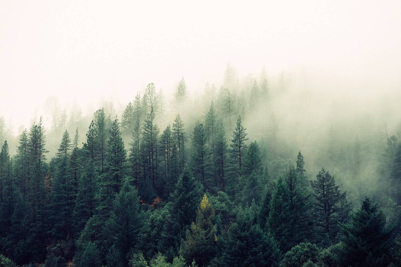 Harz – foto (Unsplash)