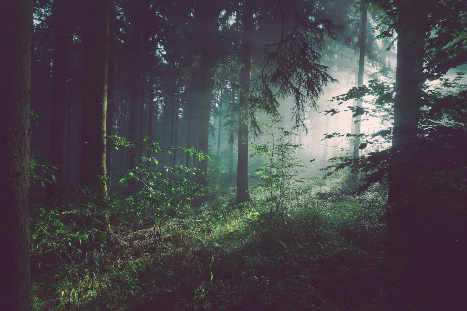 Zwarte Woud – foto (Unsplash)